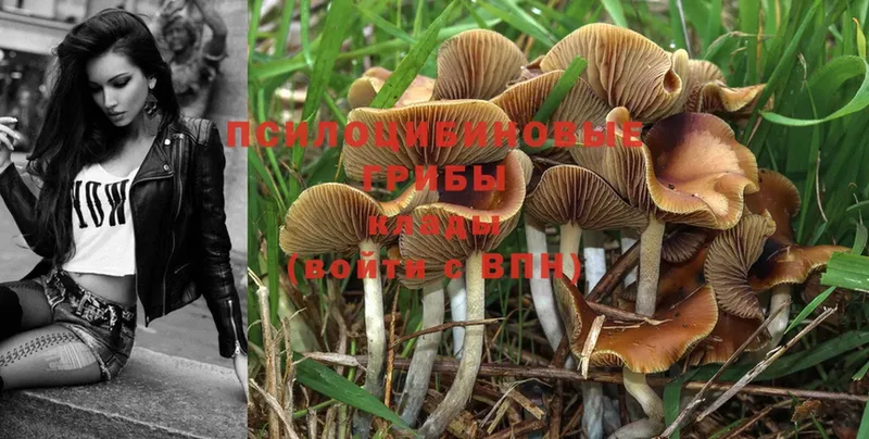 магазин продажи наркотиков  Тотьма  Галлюциногенные грибы Psilocybe 